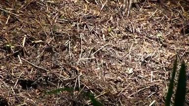 蚂蚁在森林里的一个大蚁丘上走来走去